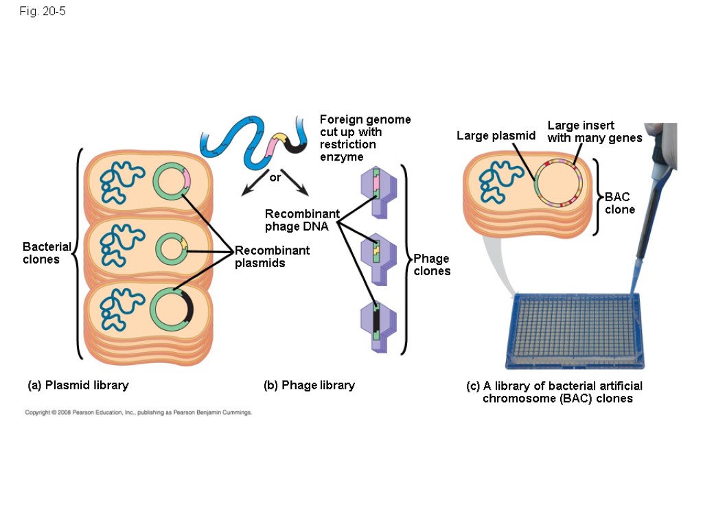 Fig. 20-5 Bacterial clones Recombinant plasmids Recombinant phage DNA or Foreign genome cut up